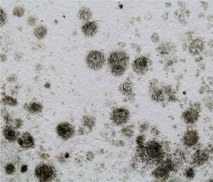 Spots of mold on a wall